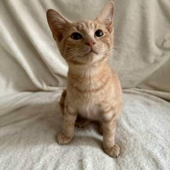Rescue Domestic Short Hair Cats for Adoption in Wanaque, New Jersey - Rusty | PetCurious