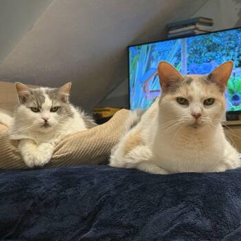 Blossom & Josephine -  Domestic Short Hair Cat for Adoption in Waltham, Massachusetts - Blossom & Josephine | PetCurious