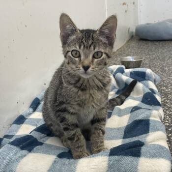 Oliver -  Tabby Cat for Adoption in Mckenzie, Tennessee - Oliver | PetCurious