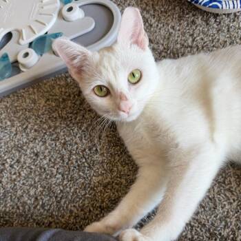 Fifi -  Domestic Short Hair Cat for Adoption in Mebane, North Carolina - Fifi | PetCurious