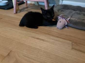 Harry (bonded with Lloyd) -  Domestic Short Hair Cat for Adoption in Verona, Wisconsin - Harry (bonded With Lloyd) | PetCurious