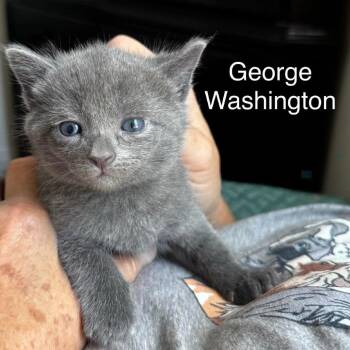 George Washington -  Domestic Short Hair Cat for Adoption in Cumming, Georgia - George Washington | PetCurious