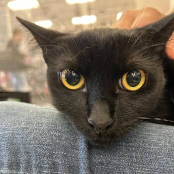 Python -  Domestic Short Hair Cat for Adoption in Brea, California - Python | PetCurious