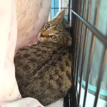 Greylock -  Domestic Short Hair Cat for Adoption in Morristown, Vermont - Greylock | PetCurious