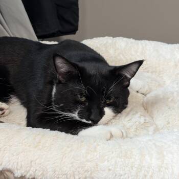 Mittens -  American Shorthair Cat for Adoption in Rochester, Minnesota - Mittens | PetCurious
