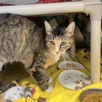 Hawk -  Domestic Short Hair Cat for Adoption in Fort Wayne, Indiana - Hawk | PetCurious