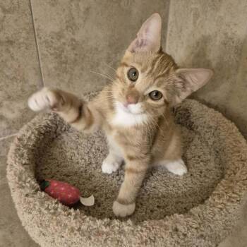 Lovely Rita -  Domestic Short Hair Cat for Adoption in Tucson, Arizona - Lovely Rita | PetCurious