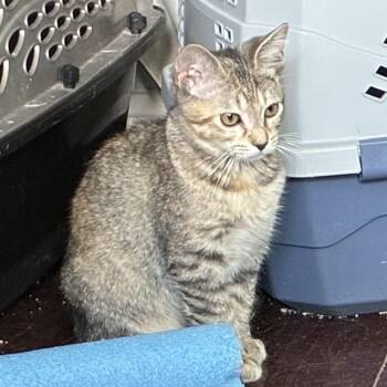 Gracie Lynn -  Domestic Short Hair and American Shorthair Cat for Adoption in Houston, Texas - Gracie Lynn | PetCurious