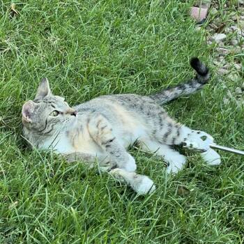 Cleocatra -  Domestic Short Hair Cat for Adoption in Las Vegas, Nevada - Cleocatra | PetCurious