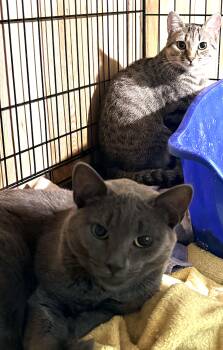 Clement and Cosima -  Domestic Short Hair Cat for Adoption in Fredericton, New Brunswick - Clement And Cosima | PetCurious