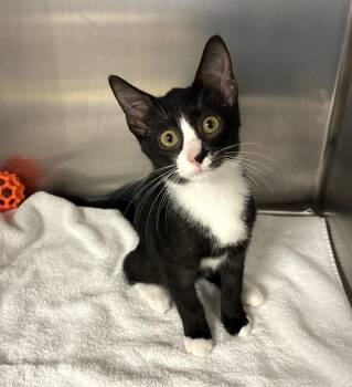 Murphy - available 8/7 -  Domestic Short Hair Cat for Adoption in Elmsford, New York - Murphy - Available 8/7 | PetCurious
