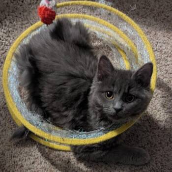 Domestic Medium Hair Cats Available for Adoption - Edna | PetCurious