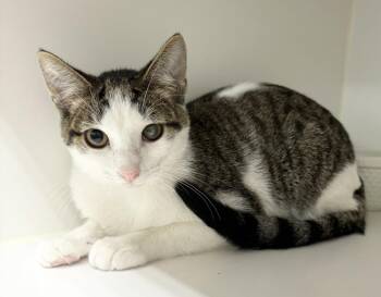 Connor -  Domestic Short Hair Cat for Adoption in Rochester, Indiana - Connor | PetCurious