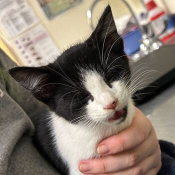 Rescue Domestic Short Hair Cats for Adoption in Asheville, North Carolina - Zirconium | PetCurious