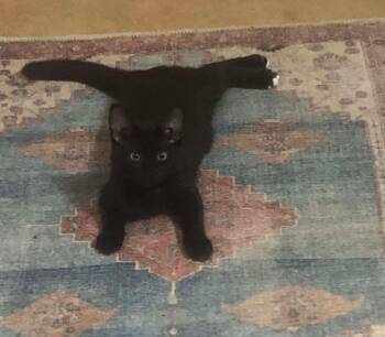 Rescue Domestic Short Hair Cats for Adoption in Rutherfordton, North Carolina - Nello | PetCurious