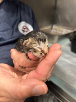 Lee -  Domestic Short Hair Cat for Adoption in Denham Springs, Louisiana - Lee | PetCurious