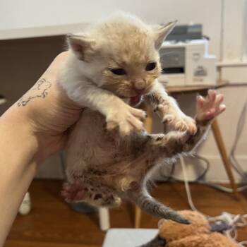 Daphnis -  Domestic Short Hair Cat for Adoption in San Antonio, Texas - Daphnis | PetCurious