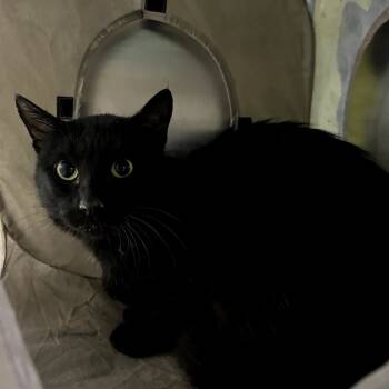 Rescue Domestic Short Hair Cats for Adoption in Pauls Valley, Oklahoma - Felix | PetCurious