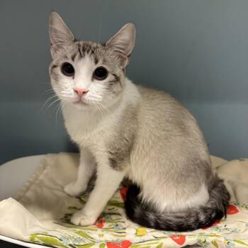 Yahtzee -  Domestic Short Hair Cat for Adoption in Chattanooga, Tennessee - Yahtzee | PetCurious