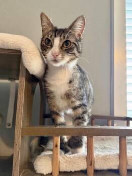 Domestic Medium Hair Cats Available for Adoption - Hemi | PetCurious