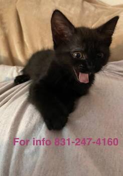 Morticia -  Domestic Short Hair Cat for Adoption in Santa Cruz, California - Morticia | PetCurious