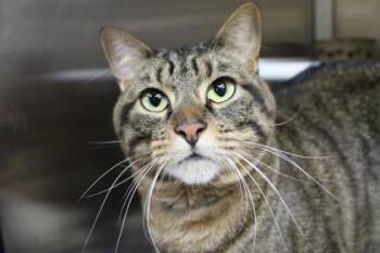 Skrat -  Domestic Short Hair Cat for Adoption in Kansas City, Missouri - Skrat | PetCurious