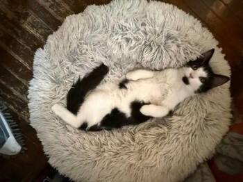 Zorro -  Domestic Medium Hair Cat for Adoption in Williamsport, Pennsylvania - Zorro | PetCurious