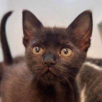 Domestic Short Hair Cats Available for Adoption in Pittsburgh, Pennsylvania - Mosey | PetCurious
