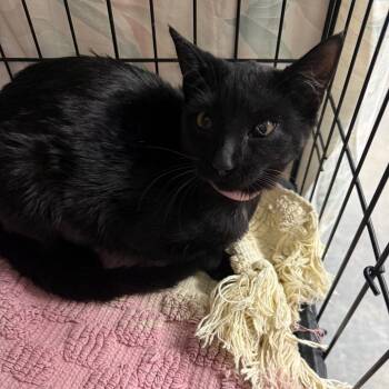 Rescue Domestic Short Hair Cats for Adoption in Normal, Illinois - Fuschia | PetCurious