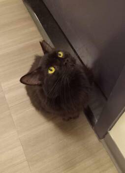 Rescue Domestic Medium Hair Cats for Adoption in New York, New York - PIETRO - Void Pretty Boy! | PetCurious