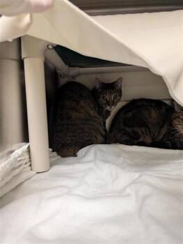 Meatball 2 (Piper) -  Domestic Medium Hair and Domestic Short Hair Cat for Adoption in Montreal, Quebec - Meatball 2 (Piper) | PetCurious