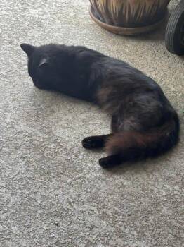 Domestic Medium Hair Cats Available for Adoption in Kansas City, Missouri - Merlin | PetCurious