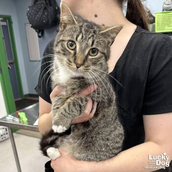 Domestic Short Hair and Tabby Cats Available for Adoption - Sushi | PetCurious