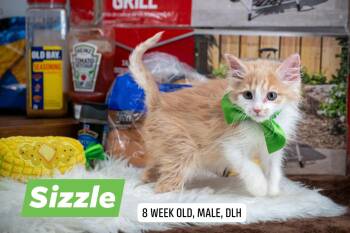 Sizzle -  Domestic Short Hair Cat for Adoption in Sevierville, Tennessee - Sizzle | PetCurious