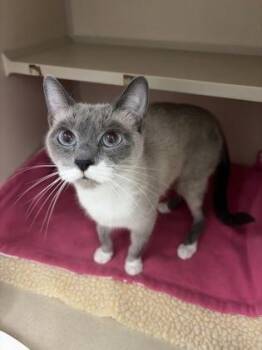 Siamese Cats Available for Adoption in Sacramento, California - Daffodil Sasha | PetCurious