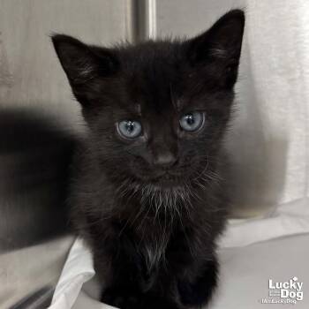 Wind -  Domestic Short Hair Cat Available for Adoption in Washington, District Of Columbia - Wind | PetCurious