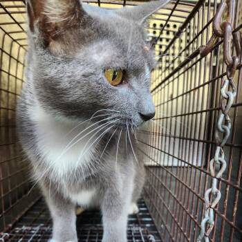 Mittens -  American Shorthair Cat for Adoption in Birmingham, Alabama - Mittens | PetCurious