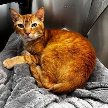 Whiskey -  Domestic Short Hair Cat for Adoption in Corpus Christi, Texas - Whiskey | PetCurious