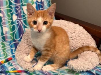 Simba -  Domestic Short Hair Cat for Adoption in Powell, Ohio - Simba | PetCurious