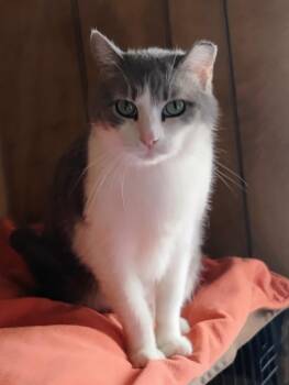 Rescue Domestic Short Hair and Tuxedo Cats for Adoption in Andover, Kansas - CLAIRESSE | PetCurious