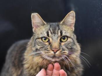 Missy -  Domestic Long Hair Cat Available for Adoption in Portland, Oregon - Missy | PetCurious