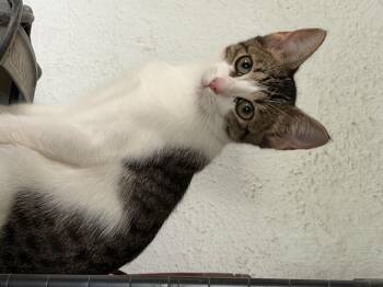 Tippy -  Domestic Short Hair Cat for Adoption in Beaumont, Texas - Tippy | PetCurious