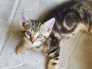 Sage -  Tabby Cat Available for Adoption in Fort Myers, Florida - Sage | PetCurious