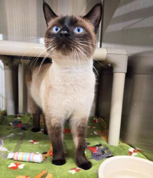 Cheerio -  Siamese and Domestic Short Hair Cat for Adoption in Nevada, Iowa - Cheerio | PetCurious