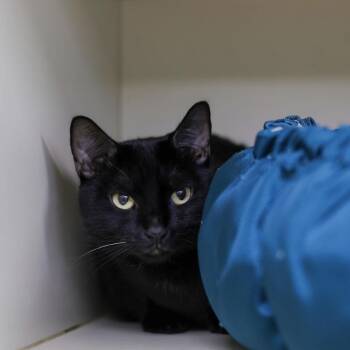 Hiro -  Domestic Short Hair Cat for Adoption in Los Angeles, California - Hiro | PetCurious