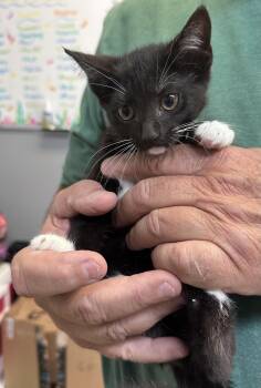 Jules -  Domestic Short Hair Cat for Adoption in Dyersburg, Tennessee - Jules | PetCurious
