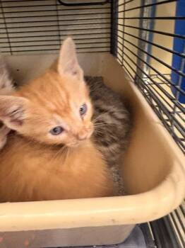 Simba -  Domestic Short Hair Cat for Adoption in Rensselaer, Indiana - Simba | PetCurious