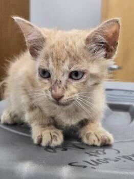 Garfield -  Tabby Cat for Adoption in Mobile, Alabama - Garfield | PetCurious