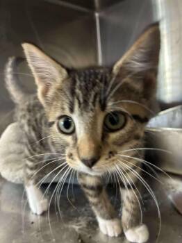 Rescue Domestic Short Hair and Tabby Cats for Adoption in Petersburg, Illinois - Linguine | PetCurious