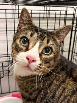 Rajah -  Domestic Short Hair Cat for Adoption in Fall River, Massachusetts - Rajah | PetCurious